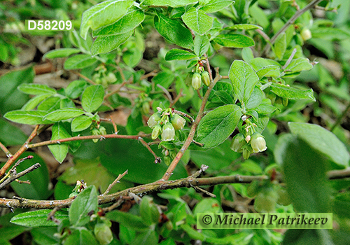 Velvet-leaved Blueberry (Vaccinium myrtilloides)